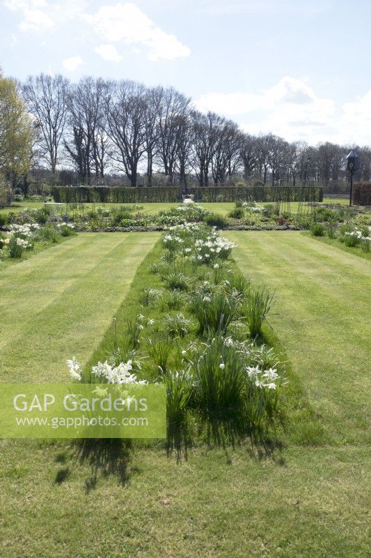 Rows of white Narcissus planted in the lawn.