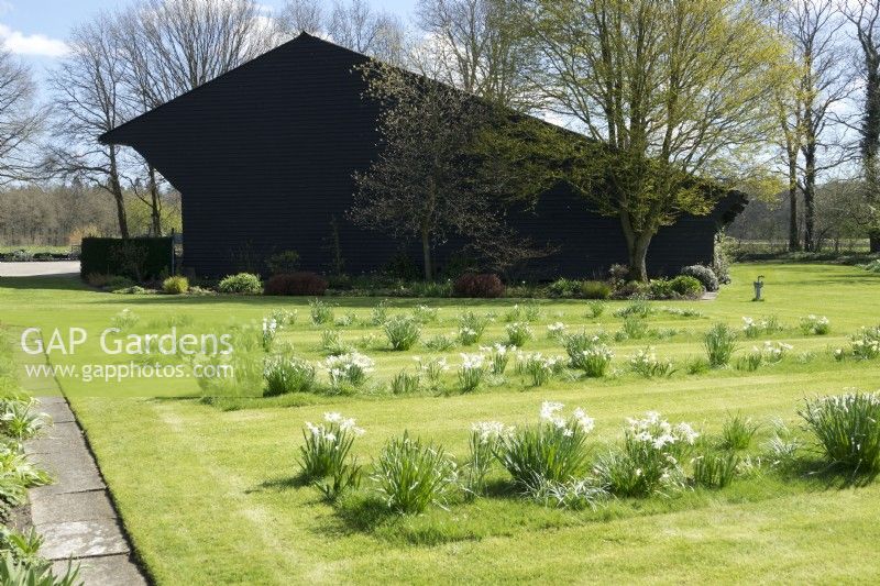 Rows of white Narcissus planted in the lawn in front of black barn.