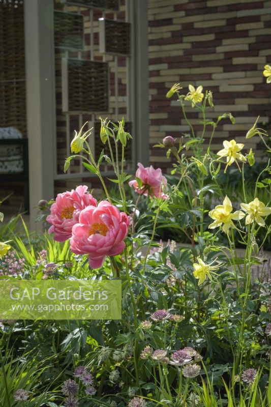 Colourful border with yellow Aquilegia,  Paeonia 'Coral Sunset' and Astrantia - The Stitcher's Garden, RHS Chelsea Flower Show 2022