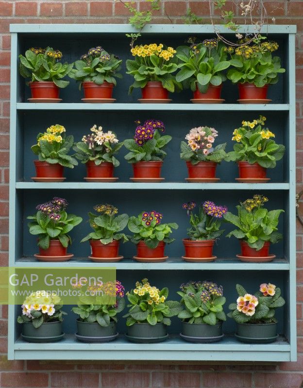 Primula  - primrose colour varieties and species on display