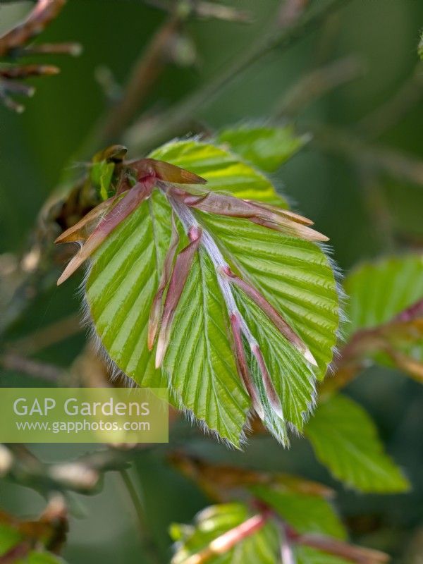 New leaves on Beech  Fagus sylvatica  May