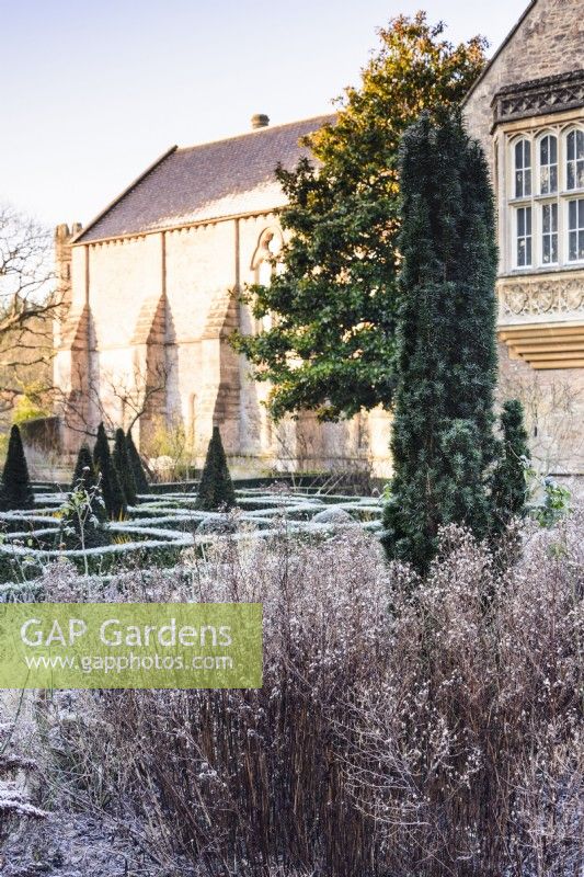 The East Garden at The Bishop's Palace Garden in Wells on a January morning, with fastigiate yew surrounded by dead herbaceous material.