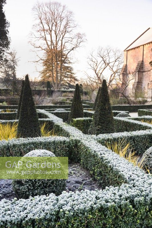 The East Garden at The Bishop's Palace Garden in Wells on a January morning, with evergreen hedges of Euonymus japonicus 'Green Spire' and slim pyramids and balls of yew.