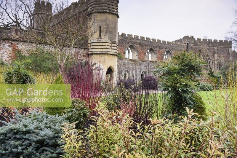 Winter border including dogwoods, conifers and evergreens at The Bishop's Palace, Wells in January.