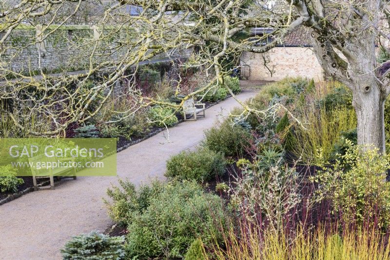 Winter borders including dogwoods, evergreens and conifers at The Bishop's Palace Garden, Wells in January.