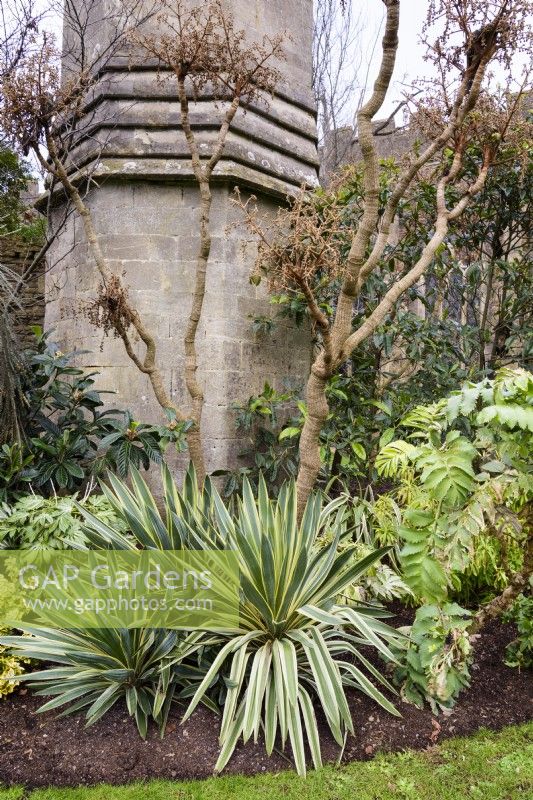 Border of evergreens including Yucca gloriosa 'Variegata' and Melianthus major at The Bishop's Palace, Wells in January.