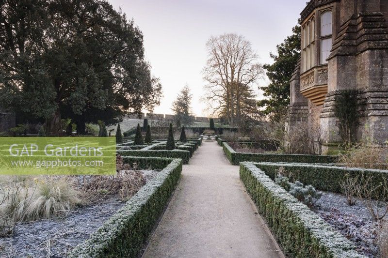 A path through the East Garden at The Bishop's Palace Garden in Wells on a January morning, framed by evergreen hedges of Euonymus japonicus 'Green Spire'.