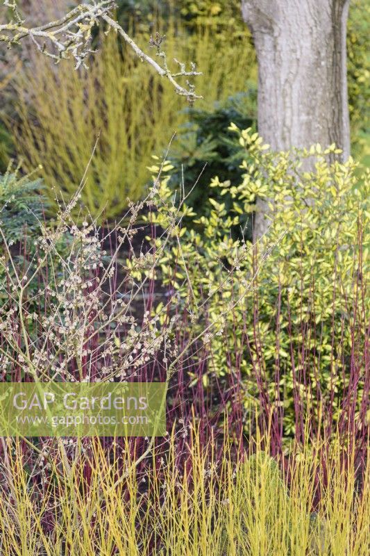 Winter border including dogwoods, evergreens and winter sweet at The Bishop's Palace Garden, Wells in January.