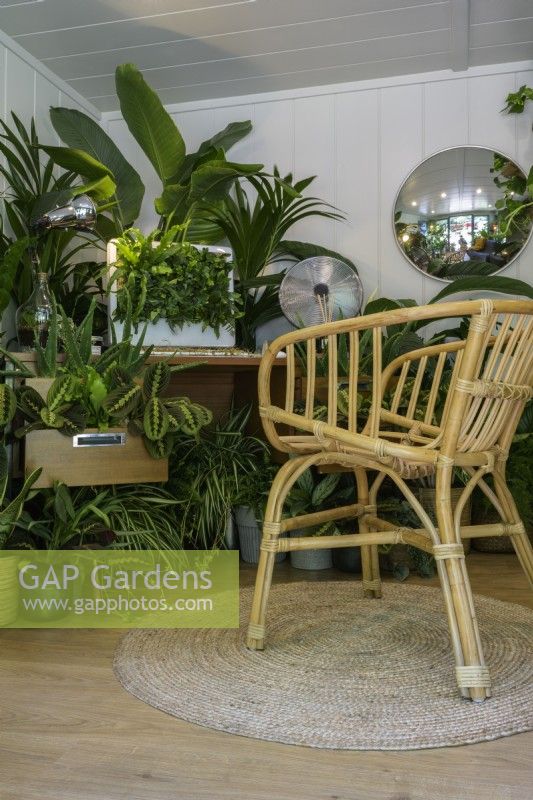 Easy to care for houseplants in home-office with bamboo chair  including Maranta and Sansevieria -The Grass is Greener Where You Water It Studio