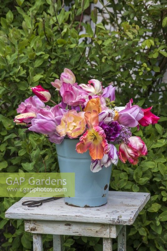 Mixed Tulips displayed in blue enamel bucket on wooden stool