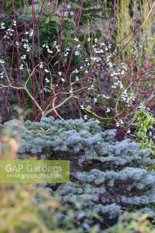 Winter border including Edgeworthia chrysantha 'Red Dragon', dogwoods and conifers at The Bishop's Palace, Wells in January.