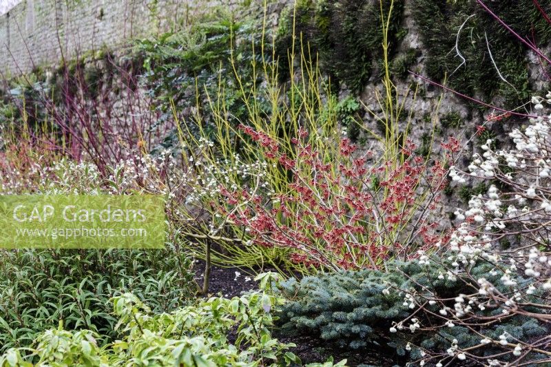 Winter border including Edgeworthia chrysantha 'Red Dragon', witch hazels Hamamelis intermedia 'New Red' = 'Diane', dogwoods and conifers at The Bishop's Palace, Wells in January.