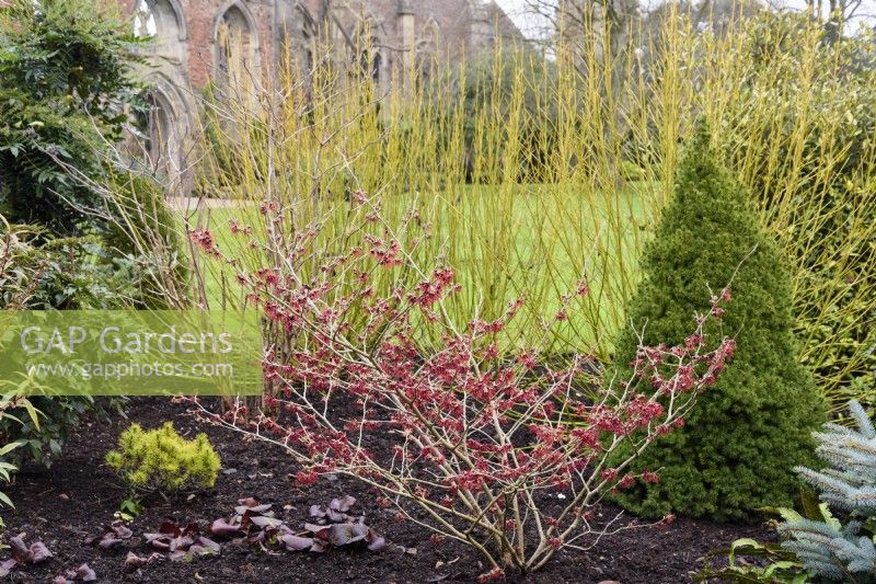 Winter border including witch hazel Hamamelis intermedia 'New Red' = 'Diane', conifers and dogwoods at The Bishop's Palace, Wells in January.
