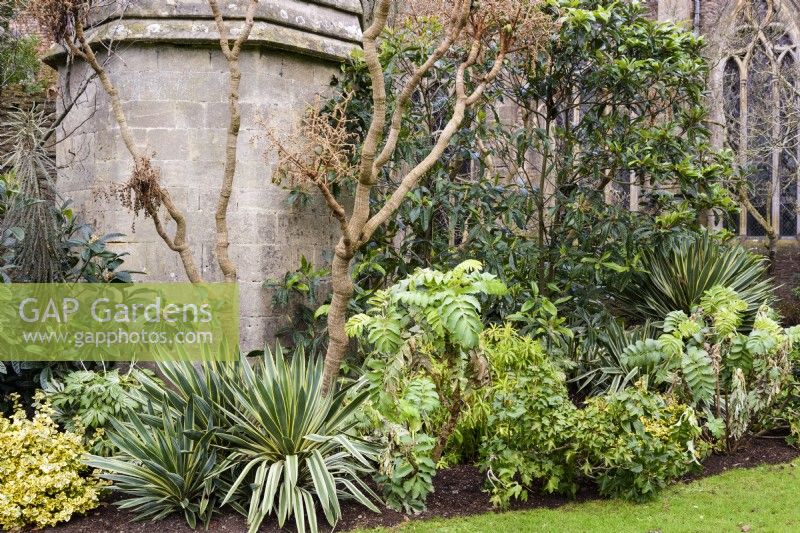 Border of evergreens including Yucca gloriosa 'Variegata' and Fatshedera lizei and Melianthus major at The Bishop's Palace, Wells in January.