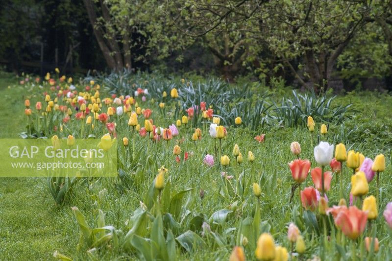 Colour themed naturalised tulips - orange; yellow; peach and white  - growing through grass along an avenue of apple trees