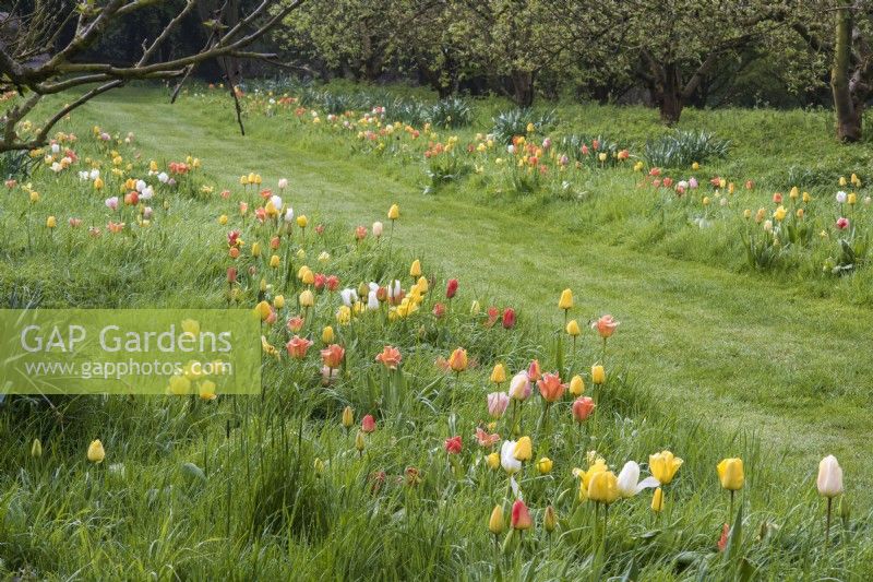 Colour themed naturalised tulips - orange; yellow; peach and white  - growing through grass along an avenue of apple trees