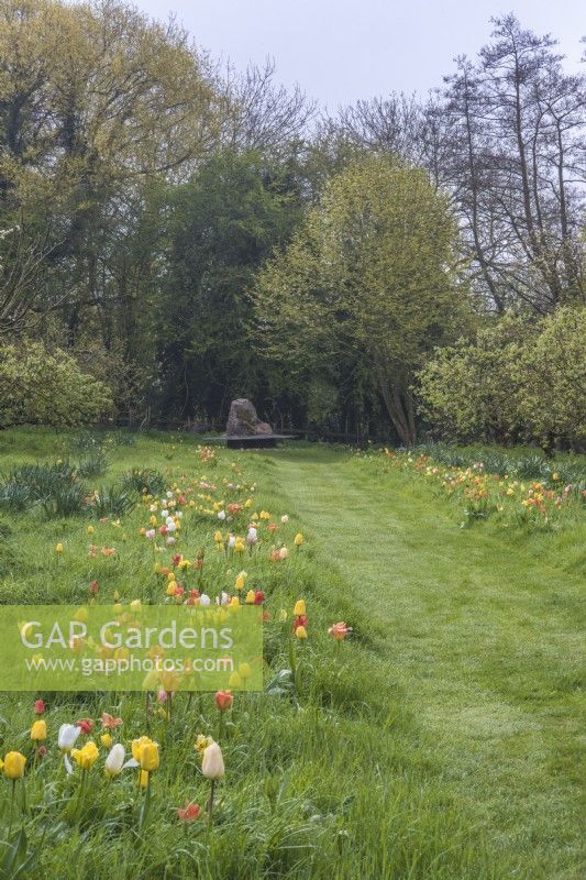 Colour themed naturalised tulips - orange; yellow; peach and white  - growing through grass along an avenue of apple trees with path leading to modern sculpture
