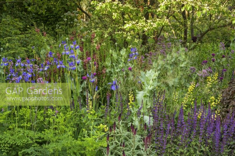 The Place2Be Securing Tomorrow Garden, with  woodland  planting such as Baptisia x variicolor 'Twilite', Papaver somniferum, Cirsium rivulare 'Atropurpureum' and Salvia around multi-stem trees