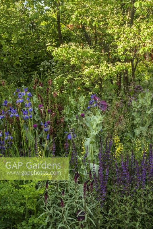 The Place2Be Securing Tomorrow Garden, with  woodland  planting such as Baptisia x variicolor 'Twilite', Papaver somniferum, Cirsium rivulare 'Atropurpureum' and Salvia 