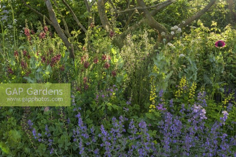 The Place2Be Securing Tomorrow Garden, with  woodland  planting such as Baptisia x variicolor 'Twilite', Cirsium rivulare 'Atropurpureum' , Verbascum 'Clementine' and Salvia 