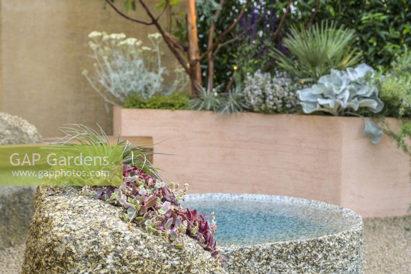 Mediterranean style garden with stone water feature and  rendered  wall. Curved terracotta planters with Arbutus, Salvia, Rosmarinus officinalis 'Prostratus' and Senecio candidans 'Angels Wings' - A Mediterranean Reflection, RHS Chelsea Flower Show 2022 - Silver Medal