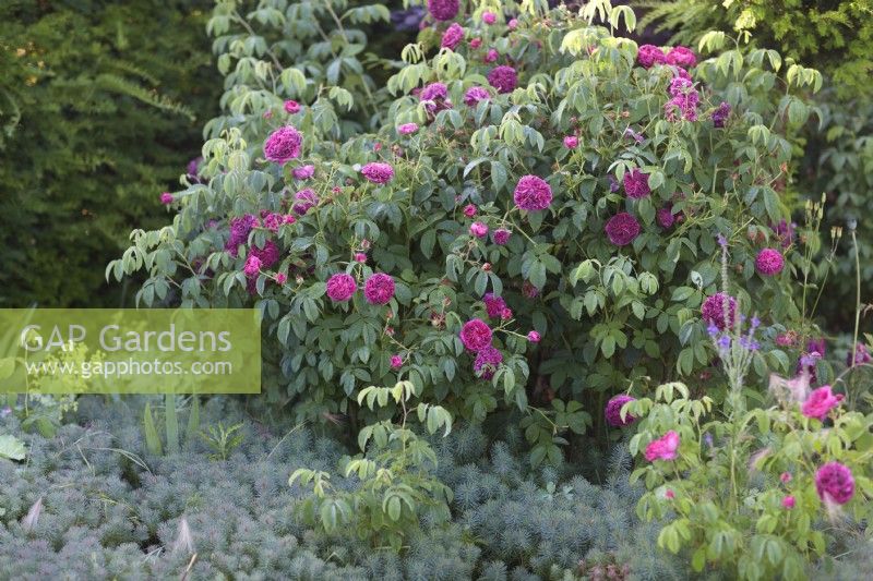 Deep purple rose with Euphorbia cyparissias - cypress spurge as ground cover. Summer border.