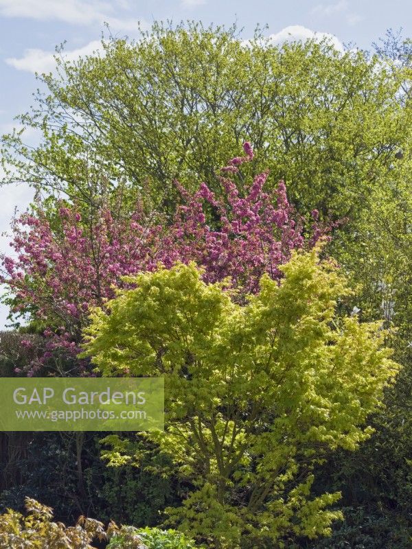 Acer palmatum 'Sango kaku', Prunus and Hornbeam in spring sunshine