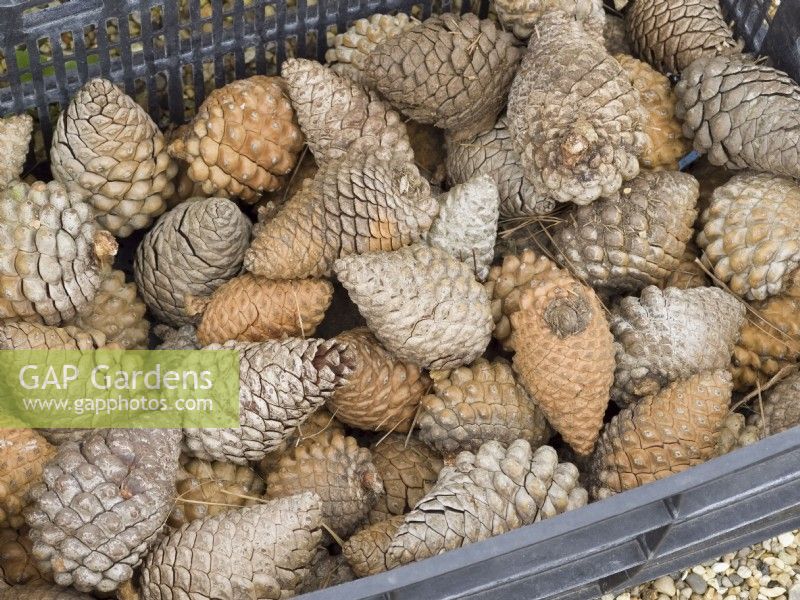 Pine cones collected in basket