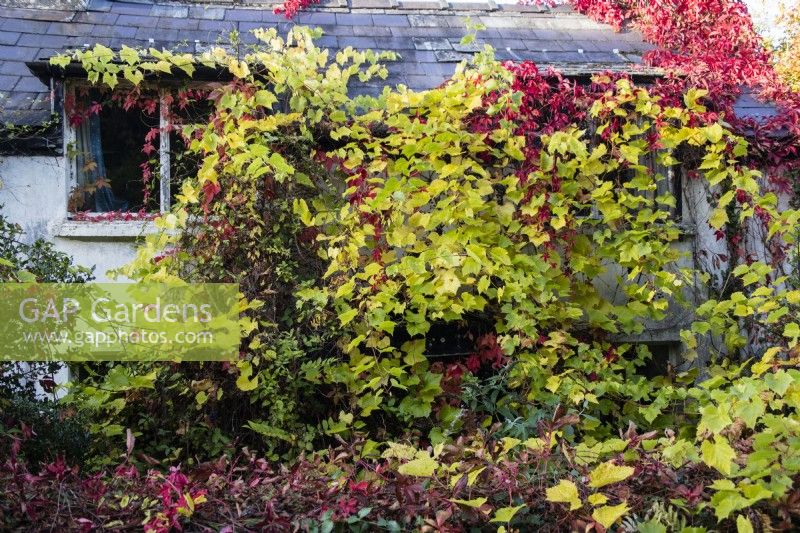 Small cottage almost completely covered with combination of Vitis coignetiae  with pre- Autumn leaf colour of yellow/green, also called Crimson Glory Vine and Parthenocissus quinquefolia, also called Virginia creeper with red leaves. September. Autumn. 