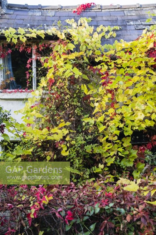 Small cottage almost completely covered with combination of Vitis coignetiae  with pre- Autumn leaf colour of yellow/green, also called Crimson Glory Vine and Parthenocissus quinquefolia, also called Virginia creeper with red leaves. September. Autumn. 