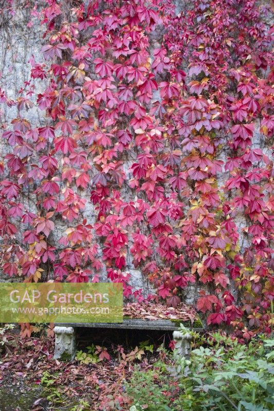 Parthenocissus quinquefolia, also called Virginia creeper with red leaves growing on cottage wall with seat.  September. Autumn. 