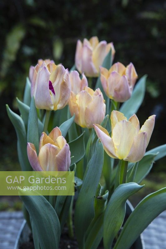 Tulipa 'Salmon Prince' . Several in full flower. March. Spring. 