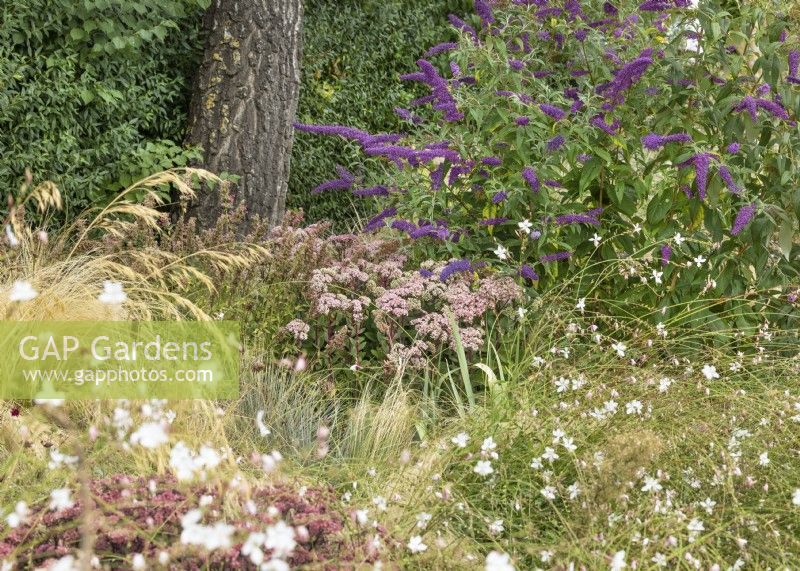 Planting with perennials, shrubs and ornamental grasses, summer July