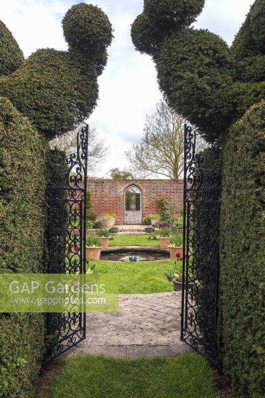 Black metal gate with Snail topiary - Taxus baccata - leading into formal walled garden with gothic door, round pool and containers of burgundy tulips.