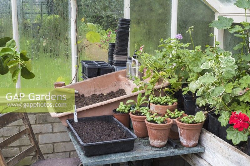 Potting up area in greenhouse on table with young basil plants