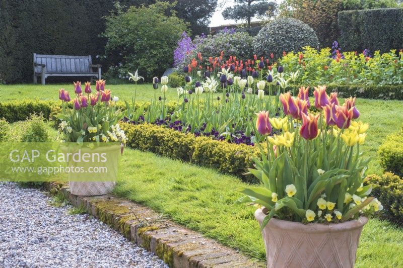 Small formal buxus bed of black and white Tulipa in lawn with terracotta containers of orange Tulipa and violas in front