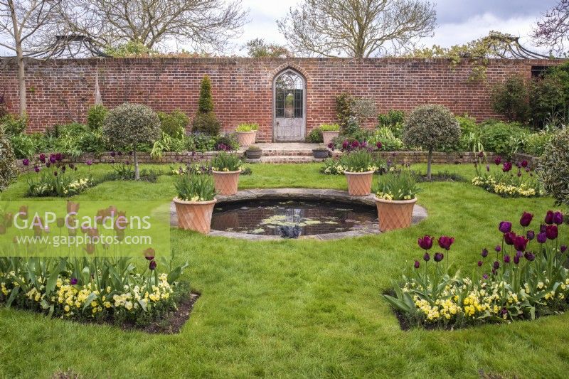 View into formal walled garden with gothic doorway with small circular pool, containers and beds of burgundy Tulipa underplanted with yellow violas. 