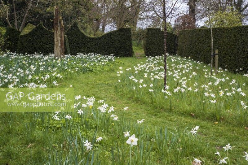 Naturalised Narcissus 'Thalia' with mown path enclosed by decorative Taxus baccata hedges 