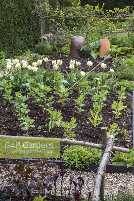 Bed of young broad beans and white tulips in spring vegetable garden