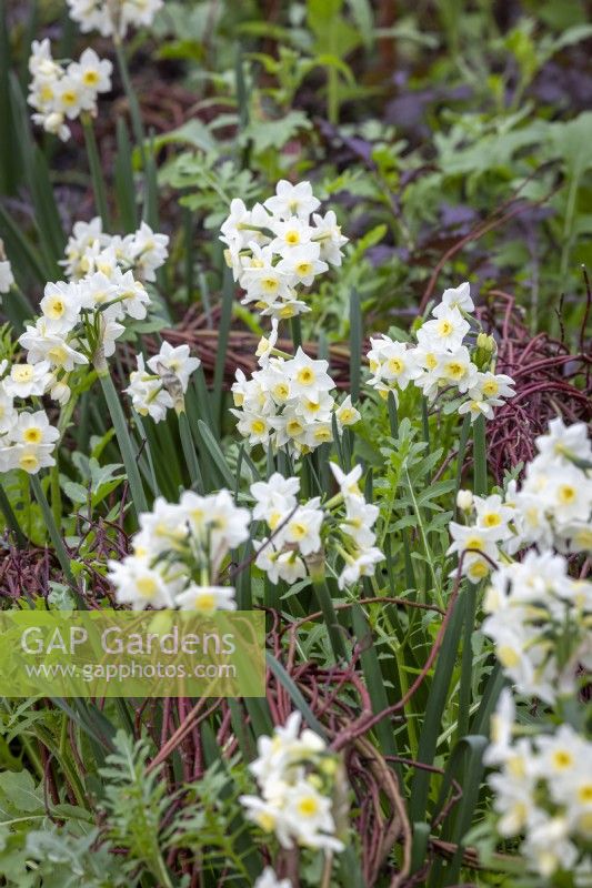 Forced Narcissus 'Avalanche' growing with salad and supported by woven willow in the greenhouse
