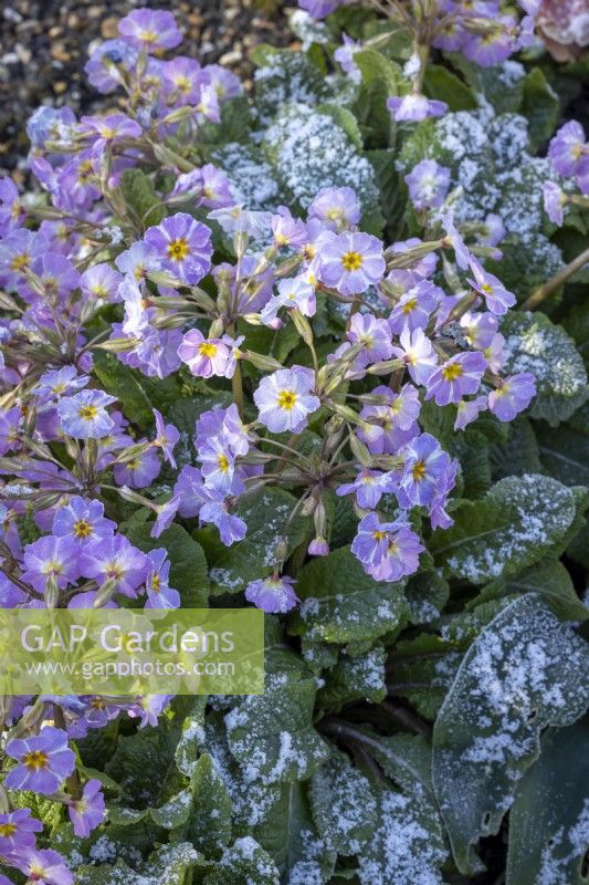Primula vulgaris 'Avondale' - Kennedy Irish Series - covered with frost