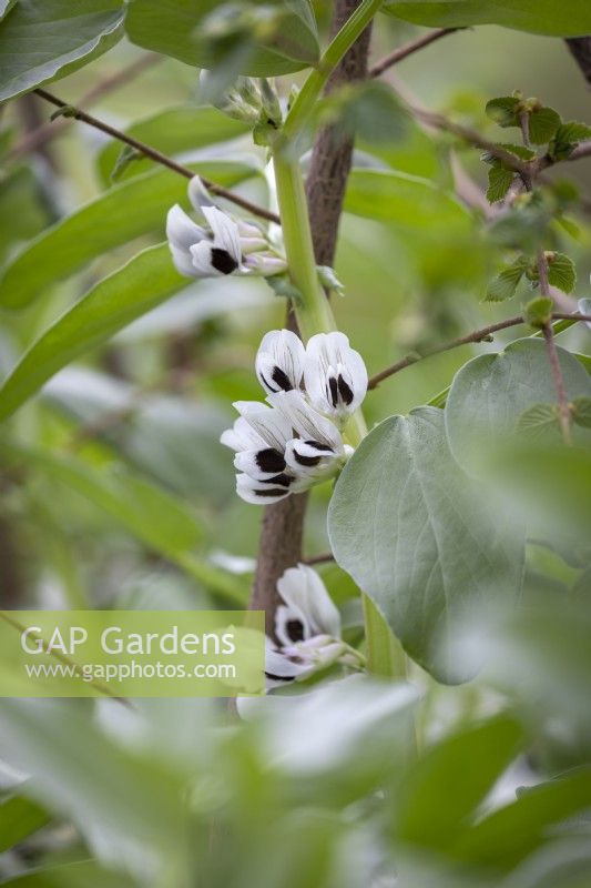 Vicia faba - Broad bean - in flower