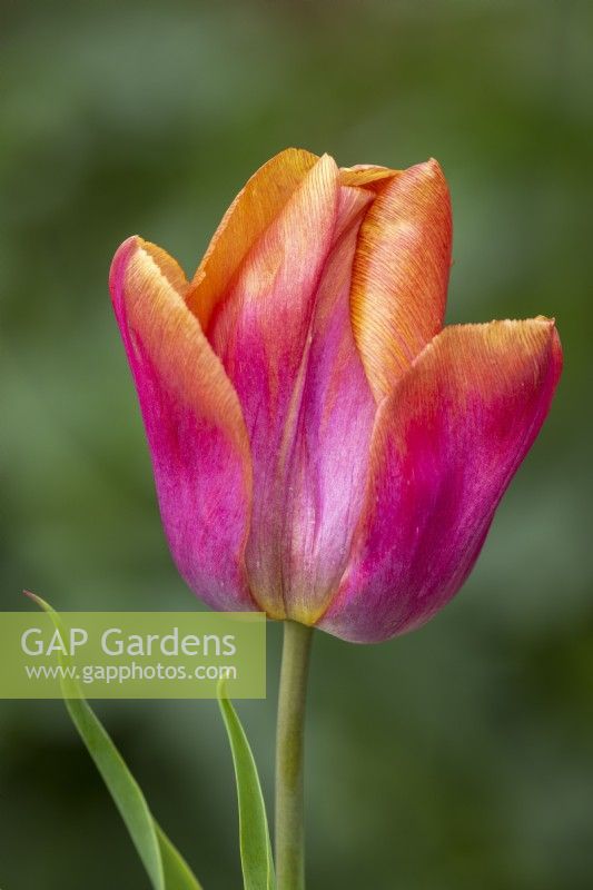 Tulipa 'Orange Legion'