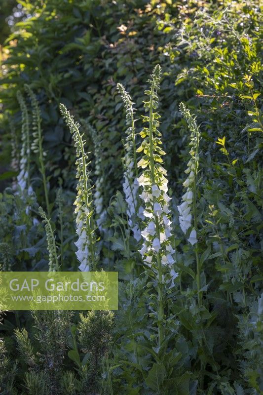 Foxgloves Digitalis purpurea f. albiflora syn. D.'Alba'  and Digitalis 'Sutton's Apricot' growing at the base of a hedge with opium poppies in bud