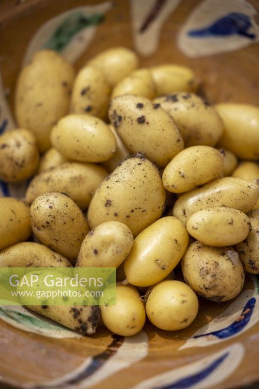 Potato 'Belle de Fontenay' -  Solanum tuberosum