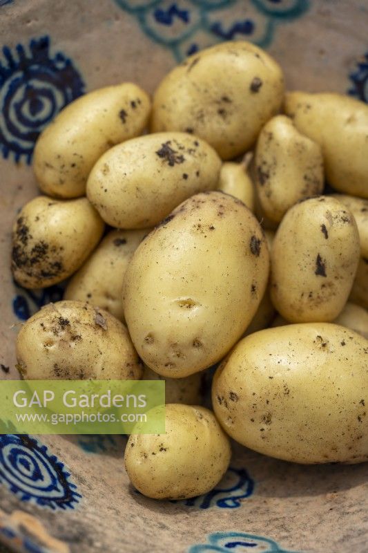 Potato 'Sharpes Express' -  Solanum tuberosum