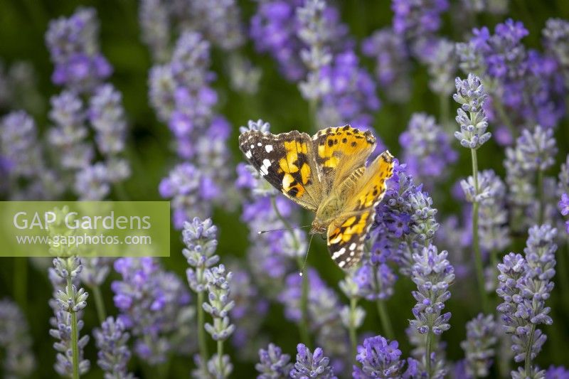 Painted lady butterfly - Vanessa cardui - on Lavandula angustifolia Miss Muffet - Lavender