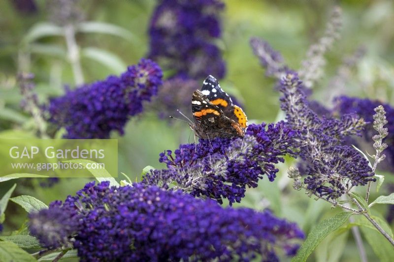 Red admiral butterfly - Vanessa atalanta - on Buddleia davidii 'Buzz Indigo' - Butterfly bush