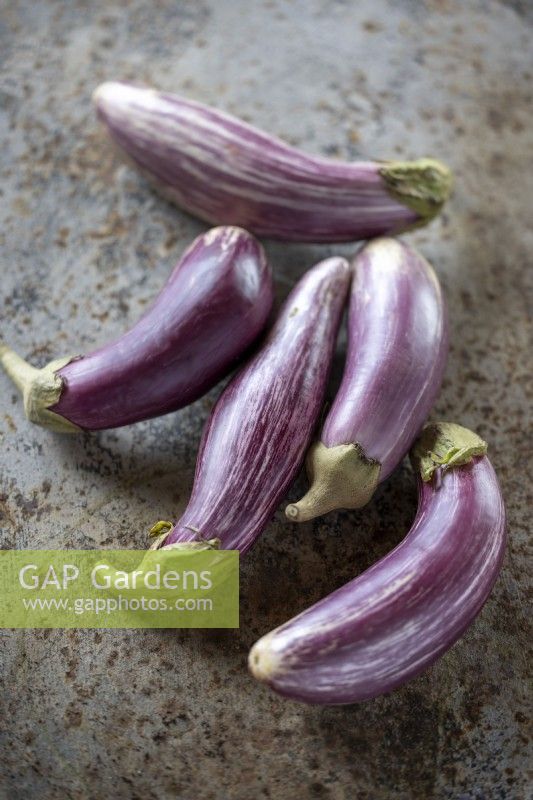 Aubergine 'Listada de Gandia' - Egg plant. Solanum melongena