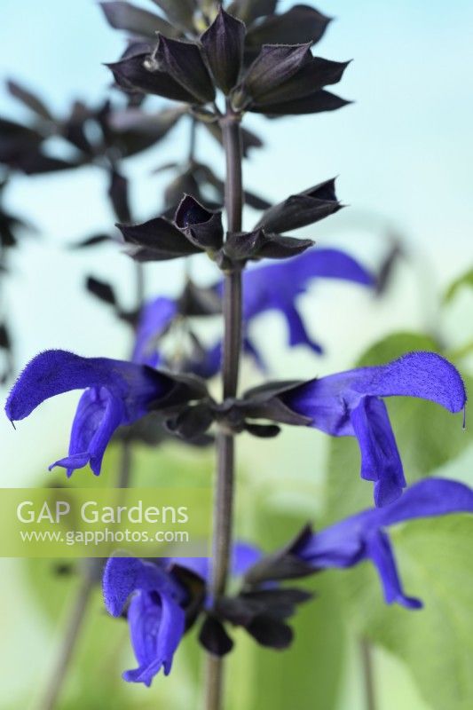 Salvia guaranitica  Anise-scented sage  September